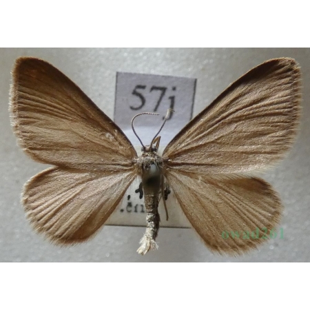 Minoa murinata (Scopoli, 1763) Niekrasek myszatek Czech57j